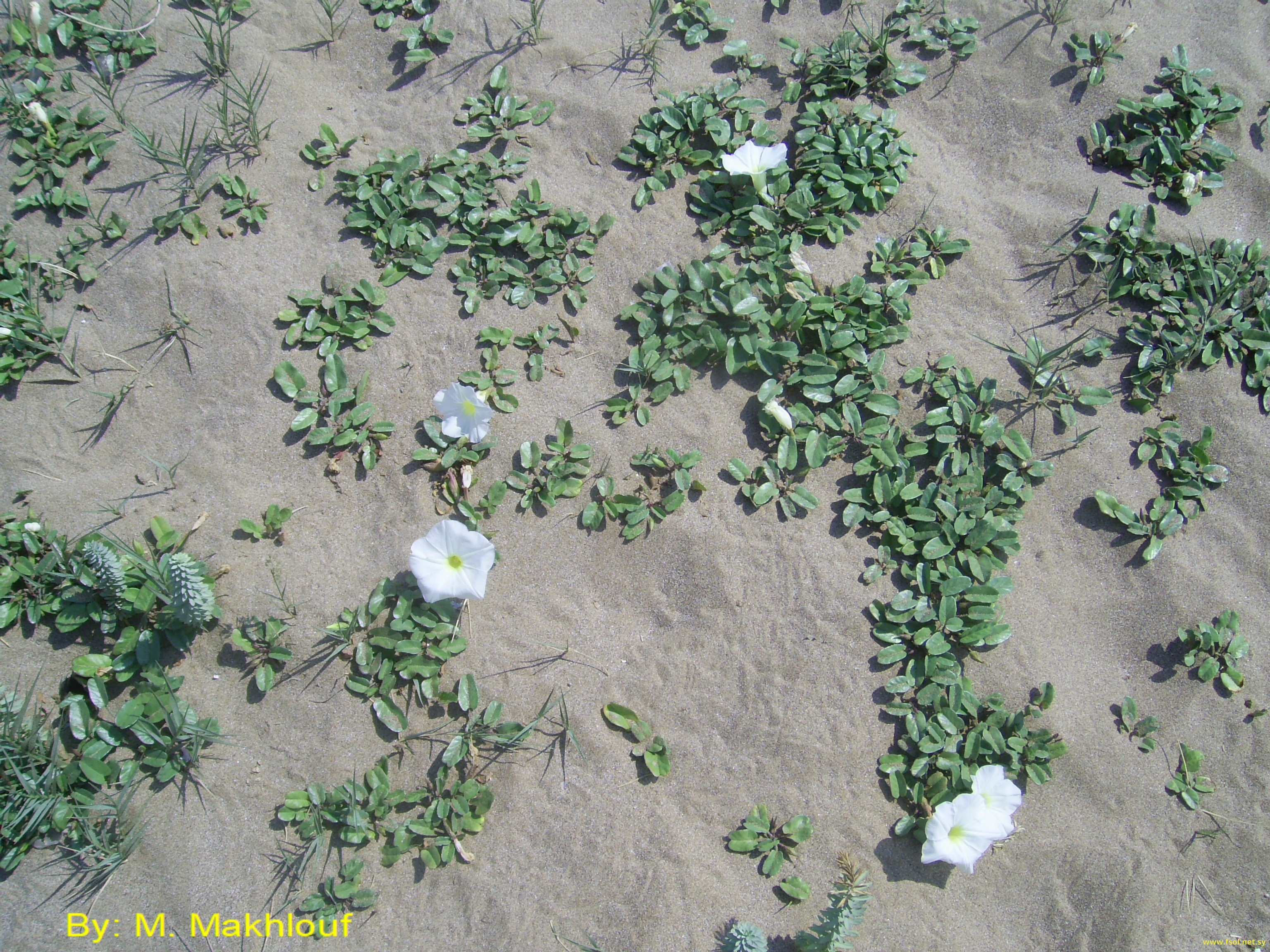 Ipomoea stolonifera J.F.Gmel.